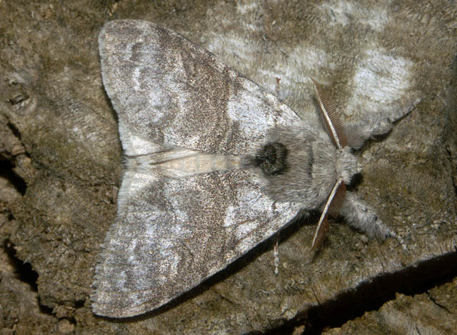 Calliteara pudibunda - Copyright Hugues Mouret